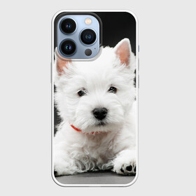 Чехол для iPhone 13 Pro с принтом Вест хайленд уайт терьер в Белгороде,  |  | вест хайленд уайт терьер | животное | порода | собака
