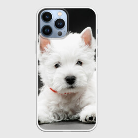 Чехол для iPhone 13 Pro Max с принтом Вест хайленд уайт терьер в Белгороде,  |  | вест хайленд уайт терьер | животное | порода | собака