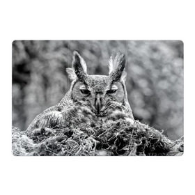 Магнитный плакат 3Х2 с принтом Филин в Белгороде, Полимерный материал с магнитным слоем | 6 деталей размером 9*9 см | bird | nest | night | nocturnal | owl | predator | гнездо | ночной | птица | сова | филин | хищник