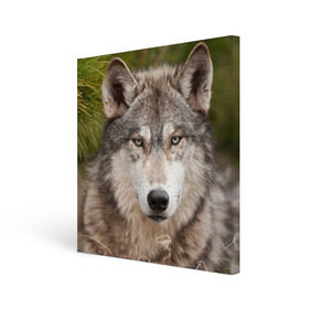 Холст квадратный с принтом Волк в Белгороде, 100% ПВХ |  | Тематика изображения на принте: animal | eyes | forest | predator | wild | wolf | взгляд | волк | дикий | животное | зверь | лес | хищник