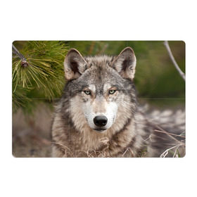 Магнитный плакат 3Х2 с принтом Волк в Белгороде, Полимерный материал с магнитным слоем | 6 деталей размером 9*9 см | animal | eyes | forest | predator | wild | wolf | взгляд | волк | дикий | животное | зверь | лес | хищник