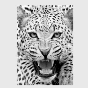 Скетчбук с принтом Леопард в Белгороде, 100% бумага
 | 48 листов, плотность листов — 100 г/м2, плотность картонной обложки — 250 г/м2. Листы скреплены сверху удобной пружинной спиралью | animal | eyes | jaws | leopard | malicious | predator | spotted | teeth | wild | взгляд | дикий | животное | злой | клыки | леопард | оскал | пасть | пятнистый | хищник