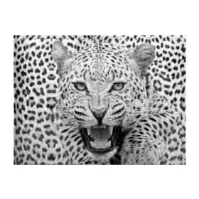 Обложка для студенческого билета с принтом Леопард в Белгороде, натуральная кожа | Размер: 11*8 см; Печать на всей внешней стороне | Тематика изображения на принте: animal | eyes | jaws | leopard | malicious | predator | spotted | teeth | wild | взгляд | дикий | животное | злой | клыки | леопард | оскал | пасть | пятнистый | хищник