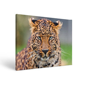 Холст прямоугольный с принтом Леопард в Белгороде, 100% ПВХ |  | Тематика изображения на принте: animal | leopard | look | predator | spotted | wild | взгляд | дикий | животное | леопард | пятнистый | хищник