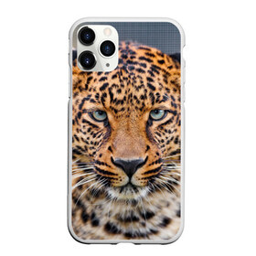 Чехол для iPhone 11 Pro матовый с принтом Леопард в Белгороде, Силикон |  | Тематика изображения на принте: animal | leopard | look | predator | spotted | wild | взгляд | дикий | животное | леопард | пятнистый | хищник