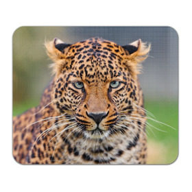 Коврик прямоугольный с принтом Леопард в Белгороде, натуральный каучук | размер 230 х 185 мм; запечатка лицевой стороны | animal | leopard | look | predator | spotted | wild | взгляд | дикий | животное | леопард | пятнистый | хищник