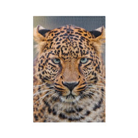 Обложка для паспорта матовая кожа с принтом Леопард в Белгороде, натуральная матовая кожа | размер 19,3 х 13,7 см; прозрачные пластиковые крепления | Тематика изображения на принте: animal | leopard | look | predator | spotted | wild | взгляд | дикий | животное | леопард | пятнистый | хищник