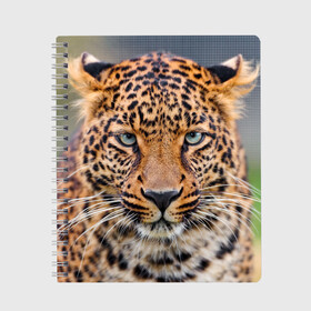 Тетрадь с принтом Леопард в Белгороде, 100% бумага | 48 листов, плотность листов — 60 г/м2, плотность картонной обложки — 250 г/м2. Листы скреплены сбоку удобной пружинной спиралью. Уголки страниц и обложки скругленные. Цвет линий — светло-серый
 | animal | leopard | look | predator | spotted | wild | взгляд | дикий | животное | леопард | пятнистый | хищник