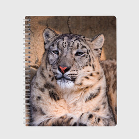 Тетрадь с принтом Леопард в Белгороде, 100% бумага | 48 листов, плотность листов — 60 г/м2, плотность картонной обложки — 250 г/м2. Листы скреплены сбоку удобной пружинной спиралью. Уголки страниц и обложки скругленные. Цвет линий — светло-серый
 | animal | leopard | look | predator | spotted | wild | взгляд | дикий | животное | леопард | пятнистый | хищник