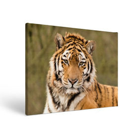 Холст прямоугольный с принтом Тигр в Белгороде, 100% ПВХ |  | animal | predator | striped | tiger | view | wild | взгляд | дикий | животное | полосатый | тигр | хищник