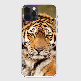 Чехол для iPhone 12 Pro Max с принтом Тигр в Белгороде, Силикон |  | Тематика изображения на принте: animal | predator | striped | tiger | view | wild | взгляд | дикий | животное | полосатый | тигр | хищник