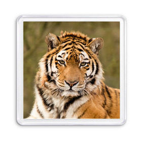 Магнит 55*55 с принтом Тигр в Белгороде, Пластик | Размер: 65*65 мм; Размер печати: 55*55 мм | Тематика изображения на принте: animal | predator | striped | tiger | view | wild | взгляд | дикий | животное | полосатый | тигр | хищник