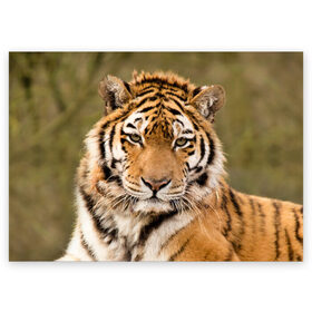 Поздравительная открытка с принтом Тигр в Белгороде, 100% бумага | плотность бумаги 280 г/м2, матовая, на обратной стороне линовка и место для марки
 | animal | predator | striped | tiger | view | wild | взгляд | дикий | животное | полосатый | тигр | хищник