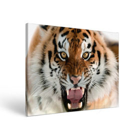 Холст прямоугольный с принтом Тигр в Белгороде, 100% ПВХ |  | Тематика изображения на принте: animal | predator | striped | tiger | view | wild | взгляд | дикий | животное | полосатый | тигр | хищник