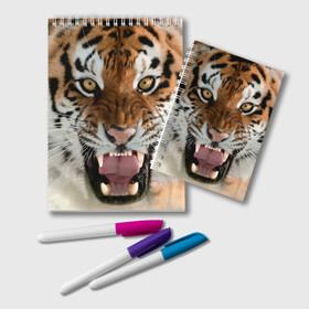 Блокнот с принтом Тигр в Белгороде, 100% бумага | 48 листов, плотность листов — 60 г/м2, плотность картонной обложки — 250 г/м2. Листы скреплены удобной пружинной спиралью. Цвет линий — светло-серый
 | Тематика изображения на принте: animal | predator | striped | tiger | view | wild | взгляд | дикий | животное | полосатый | тигр | хищник