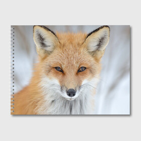 Альбом для рисования с принтом Лиса в Белгороде, 100% бумага
 | матовая бумага, плотность 200 мг. | animal | baby | fox | look | predator | red | sly | wild | взгляд | дикая | животное | лиса | малыш | рыжая | хитрая | хищник