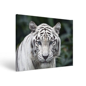 Холст прямоугольный с принтом Белый тигр в Белгороде, 100% ПВХ |  | animal | jungle | look | predator | tiger | white | wild | белый | взгляд | джунгли | дикий | животное | тигр | хищник