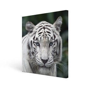 Холст квадратный с принтом Белый тигр в Белгороде, 100% ПВХ |  | Тематика изображения на принте: animal | jungle | look | predator | tiger | white | wild | белый | взгляд | джунгли | дикий | животное | тигр | хищник