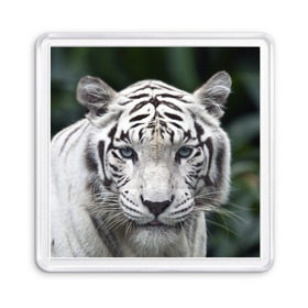Магнит 55*55 с принтом Белый тигр в Белгороде, Пластик | Размер: 65*65 мм; Размер печати: 55*55 мм | Тематика изображения на принте: animal | jungle | look | predator | tiger | white | wild | белый | взгляд | джунгли | дикий | животное | тигр | хищник
