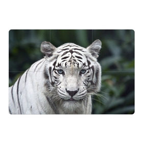 Магнитный плакат 3Х2 с принтом Белый тигр в Белгороде, Полимерный материал с магнитным слоем | 6 деталей размером 9*9 см | Тематика изображения на принте: animal | jungle | look | predator | tiger | white | wild | белый | взгляд | джунгли | дикий | животное | тигр | хищник