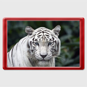 Магнит 45*70 с принтом Белый тигр в Белгороде, Пластик | Размер: 78*52 мм; Размер печати: 70*45 | Тематика изображения на принте: animal | jungle | look | predator | tiger | white | wild | белый | взгляд | джунгли | дикий | животное | тигр | хищник