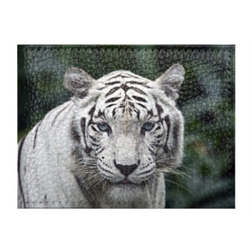 Обложка для студенческого билета с принтом Белый тигр в Белгороде, натуральная кожа | Размер: 11*8 см; Печать на всей внешней стороне | animal | jungle | look | predator | tiger | white | wild | белый | взгляд | джунгли | дикий | животное | тигр | хищник