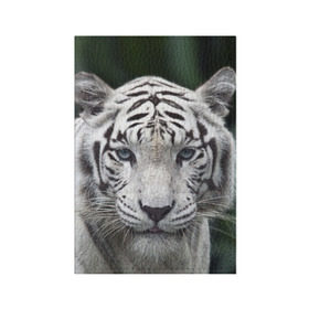 Обложка для паспорта матовая кожа с принтом Белый тигр в Белгороде, натуральная матовая кожа | размер 19,3 х 13,7 см; прозрачные пластиковые крепления | animal | jungle | look | predator | tiger | white | wild | белый | взгляд | джунгли | дикий | животное | тигр | хищник