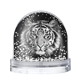 Снежный шар с принтом Тигр в Белгороде, Пластик | Изображение внутри шара печатается на глянцевой фотобумаге с двух сторон | animal | black   white | look | predator | tiger | wild | взгляд | дикий | животное | тигр | хищник | черно   белый