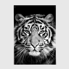 Постер с принтом Тигр в Белгороде, 100% бумага
 | бумага, плотность 150 мг. Матовая, но за счет высокого коэффициента гладкости имеет небольшой блеск и дает на свету блики, но в отличии от глянцевой бумаги не покрыта лаком | animal | black   white | look | predator | tiger | wild | взгляд | дикий | животное | тигр | хищник | черно   белый