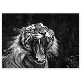 Поздравительная открытка с принтом Тигр в Белгороде, 100% бумага | плотность бумаги 280 г/м2, матовая, на обратной стороне линовка и место для марки
 | Тематика изображения на принте: animal | black   white | fangs | jaws | jungle | predator | teeth | tiger | wild | джунгли | дикий | животное | клыки | оскал | пасть | тигр | хищник | черно   белый