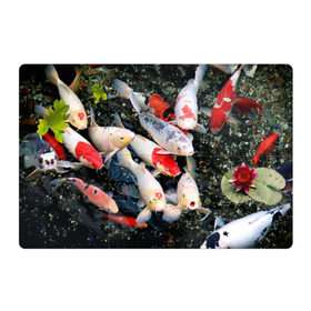 Магнитный плакат 3Х2 с принтом Koi Fish (карпы кои) в Белгороде, Полимерный материал с магнитным слоем | 6 деталей размером 9*9 см | Тематика изображения на принте: bright | brocade | carp | color | decorative | depth | exotic | fish | koi | koi fish | sea | water | вода | глубина | декоративные | карпы | кои | море | парчовый | рыбки | цвет | экзотические | яркий