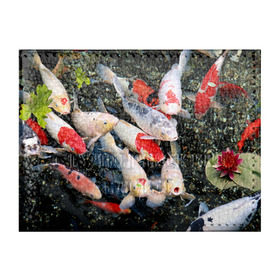 Обложка для студенческого билета с принтом Koi Fish (карпы кои) в Белгороде, натуральная кожа | Размер: 11*8 см; Печать на всей внешней стороне | bright | brocade | carp | color | decorative | depth | exotic | fish | koi | koi fish | sea | water | вода | глубина | декоративные | карпы | кои | море | парчовый | рыбки | цвет | экзотические | яркий