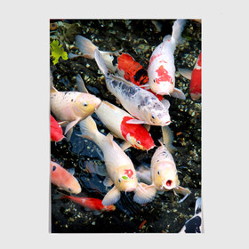 Постер с принтом Koi Fish (карпы кои) в Белгороде, 100% бумага
 | бумага, плотность 150 мг. Матовая, но за счет высокого коэффициента гладкости имеет небольшой блеск и дает на свету блики, но в отличии от глянцевой бумаги не покрыта лаком | bright | brocade | carp | color | decorative | depth | exotic | fish | koi | koi fish | sea | water | вода | глубина | декоративные | карпы | кои | море | парчовый | рыбки | цвет | экзотические | яркий