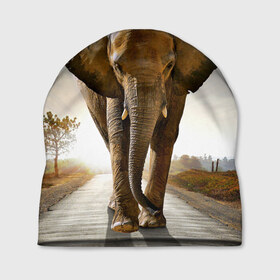 Шапка 3D с принтом Слон в Белгороде, 100% полиэстер | универсальный размер, печать по всей поверхности изделия | africa | animal | big | elephant | go | road | savannah | wild | африка | большой | дикий | дорога | животное | идет | саванна | слон