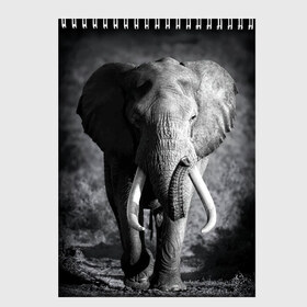 Скетчбук с принтом Слон в Белгороде, 100% бумага
 | 48 листов, плотность листов — 100 г/м2, плотность картонной обложки — 250 г/м2. Листы скреплены сверху удобной пружинной спиралью | africa | animal | big | black   white | elephant | go | road | savannah | wild | африка | большой | дикий | дорога | животное | идет | саванна | слон | черно   белый