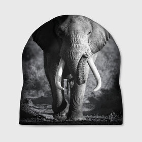 Шапка 3D с принтом Слон в Белгороде, 100% полиэстер | универсальный размер, печать по всей поверхности изделия | Тематика изображения на принте: africa | animal | big | black   white | elephant | go | road | savannah | wild | африка | большой | дикий | дорога | животное | идет | саванна | слон | черно   белый