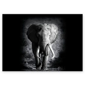 Поздравительная открытка с принтом Слон в Белгороде, 100% бумага | плотность бумаги 280 г/м2, матовая, на обратной стороне линовка и место для марки
 | africa | animal | big | black   white | elephant | go | road | savannah | wild | африка | большой | дикий | дорога | животное | идет | саванна | слон | черно   белый