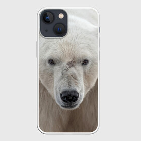 Чехол для iPhone 13 mini с принтом Белый медведь в Белгороде,  |  | Тематика изображения на принте: animal | bear | eyes | head | north | polar | predator | white | wild | белый | взгляд | голова | дикий | животное | медведь | полярный | север | хищник