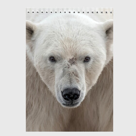 Скетчбук с принтом Белый медведь в Белгороде, 100% бумага
 | 48 листов, плотность листов — 100 г/м2, плотность картонной обложки — 250 г/м2. Листы скреплены сверху удобной пружинной спиралью | Тематика изображения на принте: animal | bear | eyes | head | north | polar | predator | white | wild | белый | взгляд | голова | дикий | животное | медведь | полярный | север | хищник