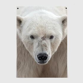 Постер с принтом Белый медведь в Белгороде, 100% бумага
 | бумага, плотность 150 мг. Матовая, но за счет высокого коэффициента гладкости имеет небольшой блеск и дает на свету блики, но в отличии от глянцевой бумаги не покрыта лаком | animal | bear | eyes | head | north | polar | predator | white | wild | белый | взгляд | голова | дикий | животное | медведь | полярный | север | хищник