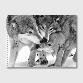 Альбом для рисования с принтом Волчья семья в Белгороде, 100% бумага
 | матовая бумага, плотность 200 мг. | animals | black   white | family | love | predators | wild | wolves | волки | дикие | животные | любовь | семья | хищники | черно   белый