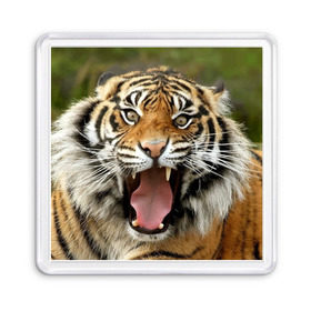Магнит 55*55 с принтом Тигр в Белгороде, Пластик | Размер: 65*65 мм; Размер печати: 55*55 мм | angry | animal | beast | jaws | predator | teeth | tiger | животное | зверь | злой | клыки | оскал | пасть | тигр | хищник
