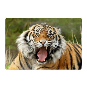 Магнитный плакат 3Х2 с принтом Тигр в Белгороде, Полимерный материал с магнитным слоем | 6 деталей размером 9*9 см | angry | animal | beast | jaws | predator | teeth | tiger | животное | зверь | злой | клыки | оскал | пасть | тигр | хищник
