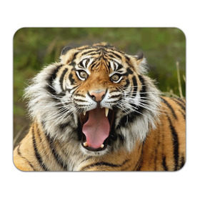 Коврик прямоугольный с принтом Тигр в Белгороде, натуральный каучук | размер 230 х 185 мм; запечатка лицевой стороны | Тематика изображения на принте: angry | animal | beast | jaws | predator | teeth | tiger | животное | зверь | злой | клыки | оскал | пасть | тигр | хищник