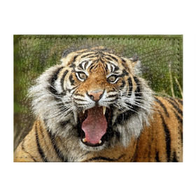 Обложка для студенческого билета с принтом Тигр в Белгороде, натуральная кожа | Размер: 11*8 см; Печать на всей внешней стороне | angry | animal | beast | jaws | predator | teeth | tiger | животное | зверь | злой | клыки | оскал | пасть | тигр | хищник