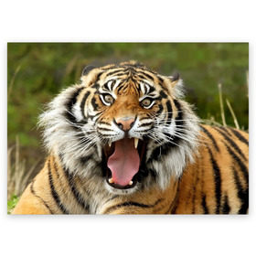 Поздравительная открытка с принтом Тигр в Белгороде, 100% бумага | плотность бумаги 280 г/м2, матовая, на обратной стороне линовка и место для марки
 | Тематика изображения на принте: angry | animal | beast | jaws | predator | teeth | tiger | животное | зверь | злой | клыки | оскал | пасть | тигр | хищник