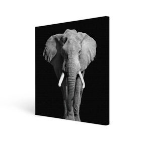 Холст квадратный с принтом Слон в Белгороде, 100% ПВХ |  | africa | big | black   white | elephant is an animal | shroud | tusks | африка | бивни | большой | животное | идет | савана | слон | черно   белый