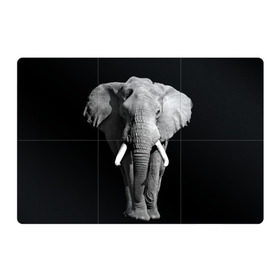 Магнитный плакат 3Х2 с принтом Слон в Белгороде, Полимерный материал с магнитным слоем | 6 деталей размером 9*9 см | Тематика изображения на принте: africa | big | black   white | elephant is an animal | shroud | tusks | африка | бивни | большой | животное | идет | савана | слон | черно   белый