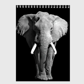 Скетчбук с принтом Слон в Белгороде, 100% бумага
 | 48 листов, плотность листов — 100 г/м2, плотность картонной обложки — 250 г/м2. Листы скреплены сверху удобной пружинной спиралью | africa | big | black   white | elephant is an animal | shroud | tusks | африка | бивни | большой | животное | идет | савана | слон | черно   белый