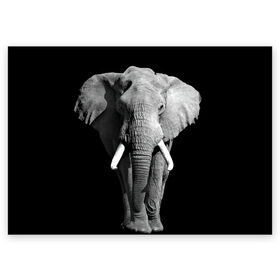 Поздравительная открытка с принтом Слон в Белгороде, 100% бумага | плотность бумаги 280 г/м2, матовая, на обратной стороне линовка и место для марки
 | Тематика изображения на принте: africa | big | black   white | elephant is an animal | shroud | tusks | африка | бивни | большой | животное | идет | савана | слон | черно   белый